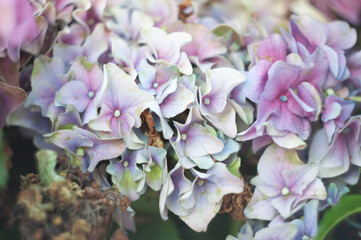 close-up blooming hydrangea, spring, natural floral background, neutral delicate