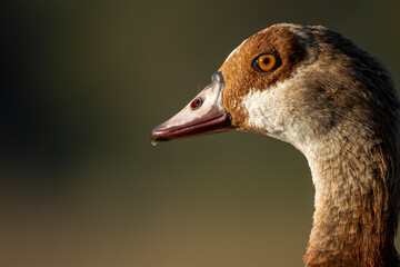 Egyptian goose (Alopochen aegyptiaca). Vermont Salt Pan. Hermanus, Whale Coast, Overberg, Western Cape, South Africa.