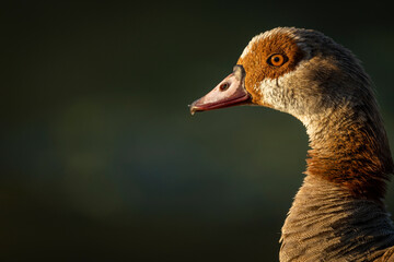 Egyptian goose (Alopochen aegyptiaca). Vermont Salt Pan. Hermanus, Whale Coast, Overberg, Western Cape, South Africa.