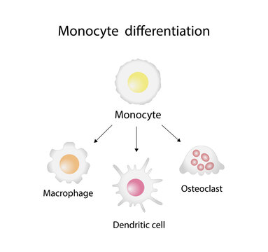 Monocyte Differentiation. Dendritic cell, Osteoclast and Macrophage