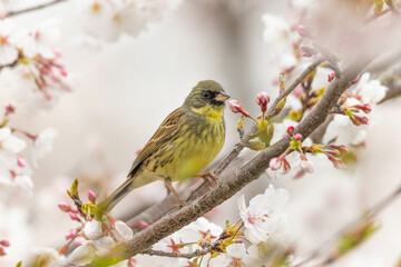 咲き始めた桜の木にとまるアオジ
