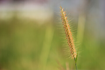 Grass flower in the field with blurred background.