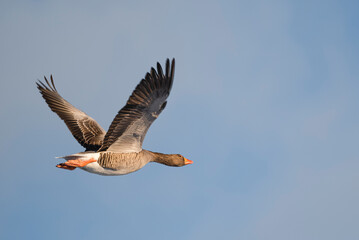 Greylag Goose in Winter