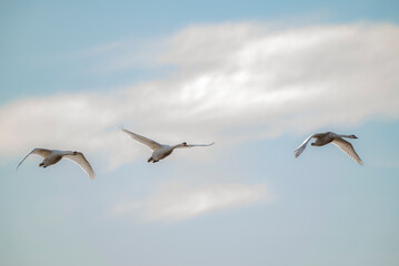 Mute Swan in flight 