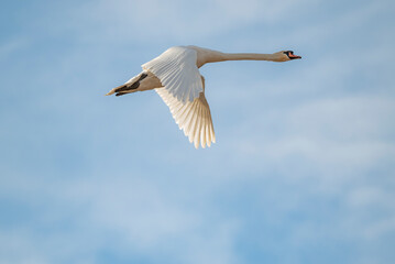 Mute Swan in flight 