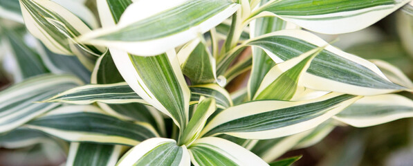 Naklejka na ściany i meble leaves of tropical plant dracaena close-up