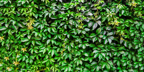 Natural background from leaves. the wall are covered with green leaves of wild ornamental grapes. Juicy green leaves covering the wall on a sunny day. Natural foliage background, banner.