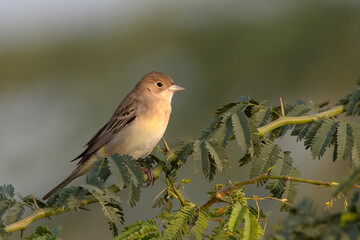 Female Black-headed bunting or Emberiza melanocephala observed near Nalsarovar