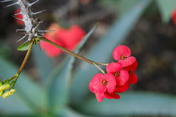 the blossoms of euphorbia milii, the crown of thorns or christ thorn