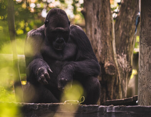 goryl (Gorilla) siedzący pod drzewem - obrazy, fototapety, plakaty