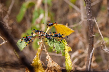 thasus gigas or giant mesquite bug on leaves