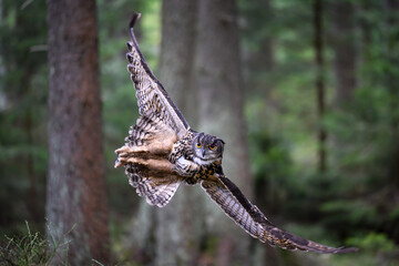 Great eagle owl lands in the woods on a stump. - obrazy, fototapety, plakaty
