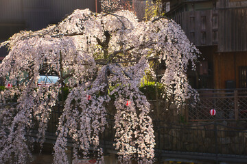 有馬温泉と桜