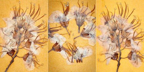 Obraz na płótnie Canvas Collection of images with dry flower on paper texture.