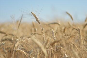 Fototapeta premium Wheat