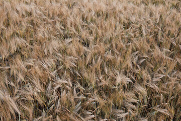 Export of grain from Ukraine during the food crisis - the preservation of the harvest in the war