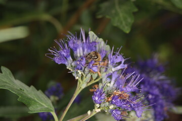 Honey bee collects nectar and pollinates the blossom