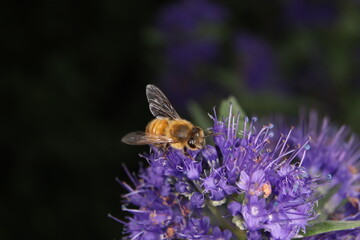 Honey bee collects nectar and pollinates the blossom