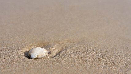 Fototapeta na wymiar Schale einer Muschel am Strand der Ostsee mit viel Platz für Text