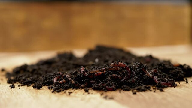 Close up, Crawling Red Earthworms in Black Soil Isolated on Wooden Background. Slow motion. Group of wriggling earthworms in wet compost. Fishing worms. Red worms Dendrobaena. Loosening fertile soil.
