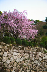 有馬温泉と桜