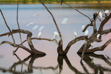 Egrets on branch in lake, Pilanesburg National Park, nr Johannesburg, South Africa