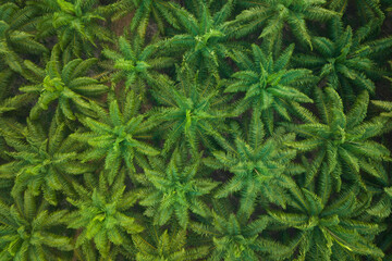 Aerial view palm oil tree High quality