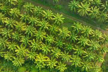 Aerial view palm oil tree High quality
