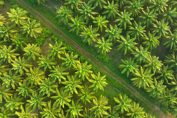 Aerial view palm oil tree High quality