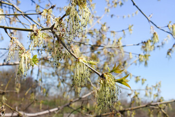 Close up a young birch branch. Young leaves and buds grow on it