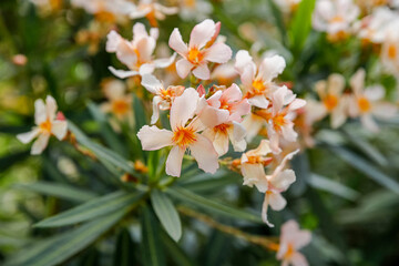 the blossoms of nerium oleander, oleander or nerium