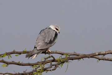 Black-winged kite or Elanus caeruleus observed near Nalsarovar in Gujarat, India