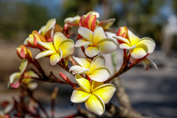 blossoms of plumeria rubra, frangipani, red paucipan or temple tree