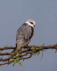 Black-winged kite or Elanus caeruleus observed near Nalsarovar in Gujarat, India