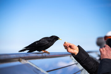 Blackbird being fed by someone. Alps