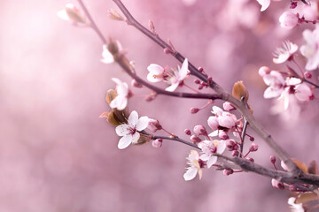 Kwiaty wiśni japońskiej Sakura. Sezon wiosenny. Pastelowe kwiaty na dziko kwitnących drzewach. Wiosenny ogród.