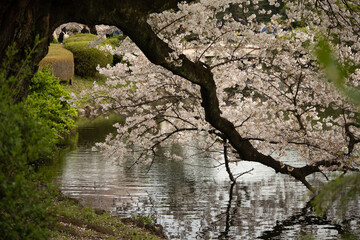 Fototapeta premium Sakura at the pond