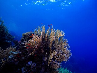 Yellow coral, small fish and blue tropical ocean. Seascape with the marine life, underwater photography. Scuba diving on the reef. Reef scene with corals and fish.