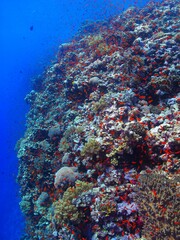 Rich healthy coral reef wall with swimming small fish and blue tropical ocean. Seascape with the vivid marine life, underwater photography. Scuba diving on the reef. Reef scene with corals and fish.