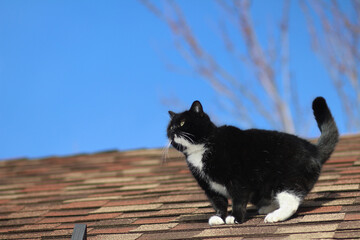 A black cat looks into the distance on the roof of a house. Soft focus.