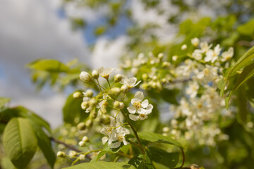 A cherry blossom flower before blooming in a spring garden against a blue sky background. Cherry blossom buds