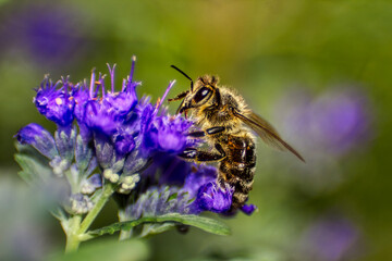 Honey bee collects nectar and pollinates the blossom
