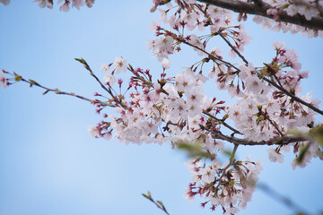 三重県伊勢志摩のおかげ横丁の桜