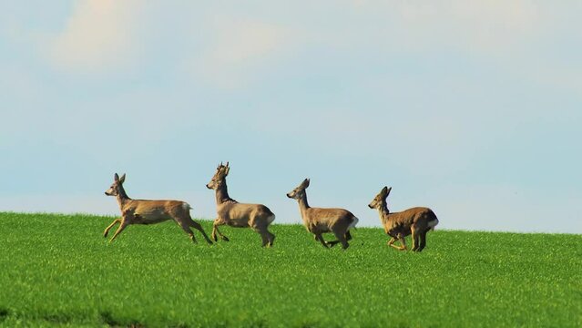 herd of deer runs across a green spring field