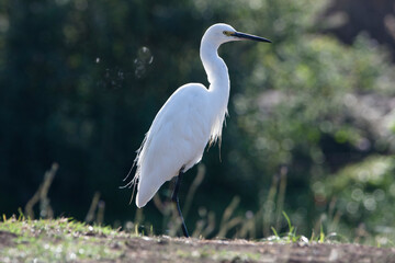 little egret