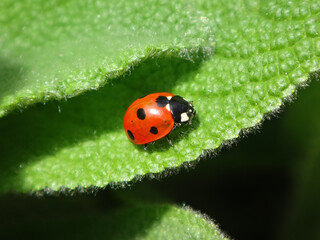 Seven-spot ladybird beetle (Coccinella septempunctata) sitting on a bright green hairy leaf