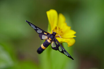 Close-up view butterfly perching on Singapore daisy flower