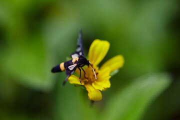 Close-up view butterfly perching on Singapore daisy flower