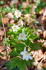 Wood anemones, Anemone Nemorosa, blooming in early spring in a forest in Germany