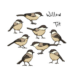 Vector card with hand drawn group of cute Willow Tits. Ink drawing, beautiful animal design elements. Logo template